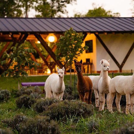 מלון Branesti The Tribe Alpaca Retreat מראה חיצוני תמונה