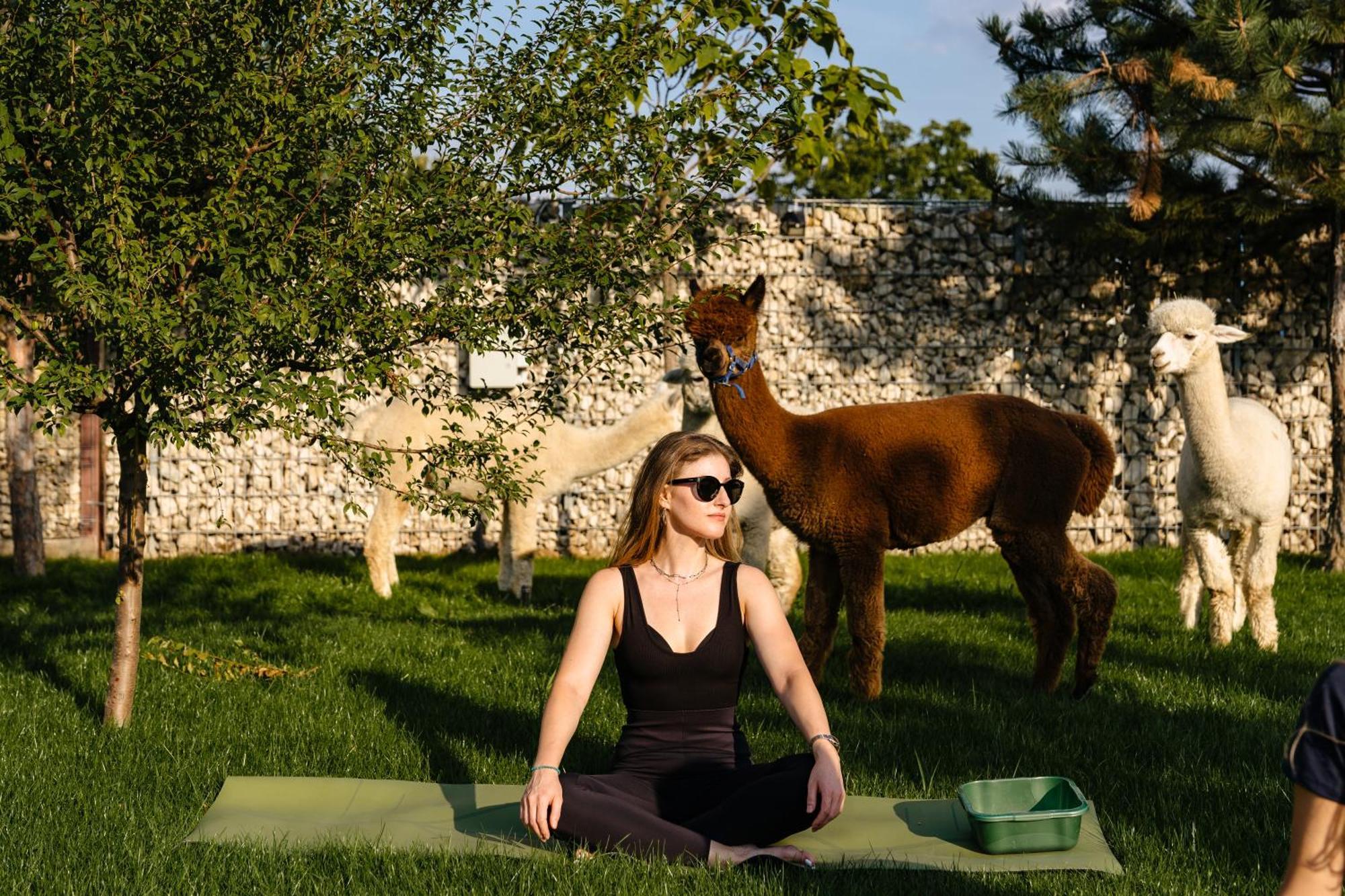 מלון Branesti The Tribe Alpaca Retreat מראה חיצוני תמונה