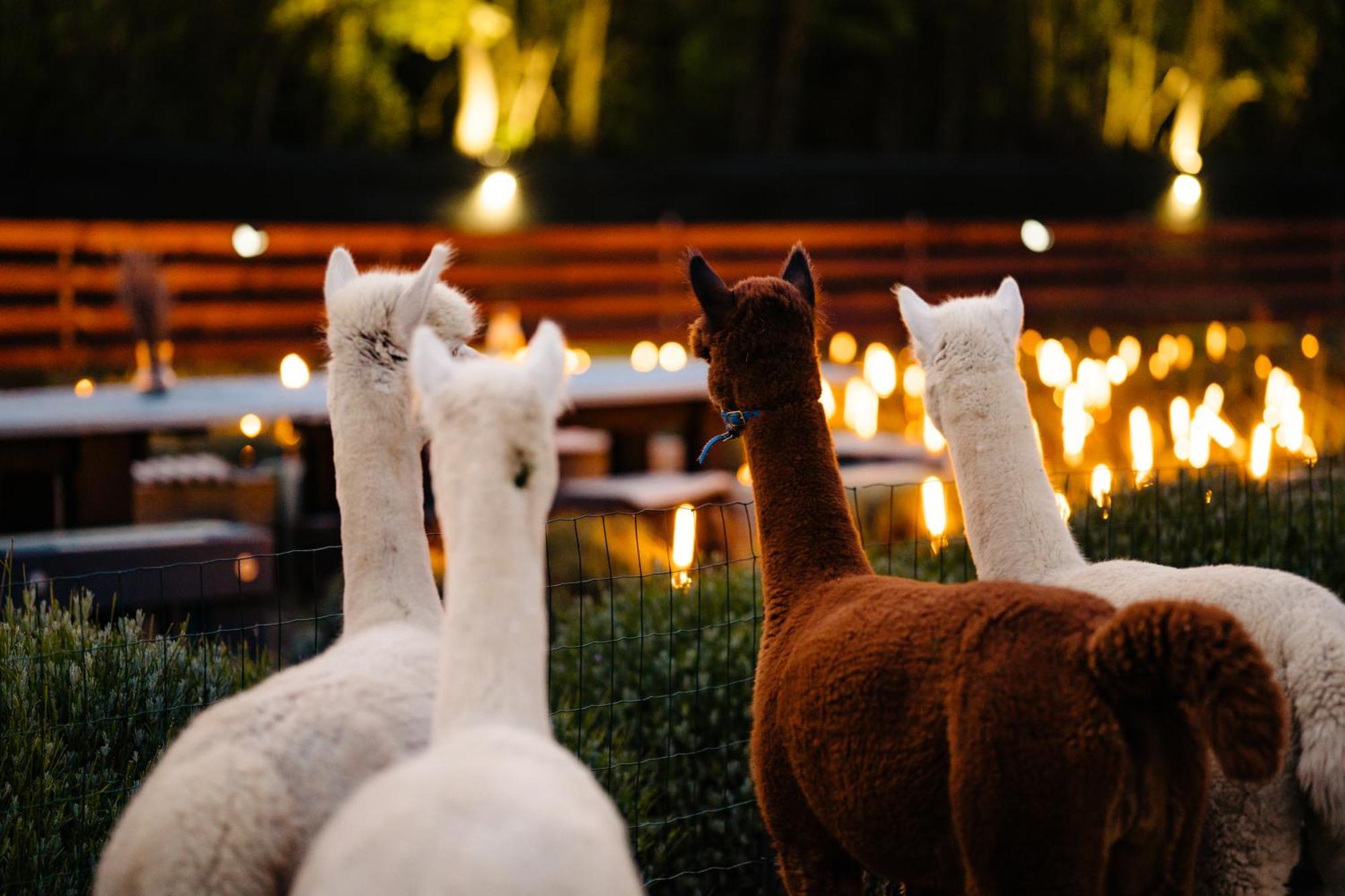 מלון Branesti The Tribe Alpaca Retreat מראה חיצוני תמונה
