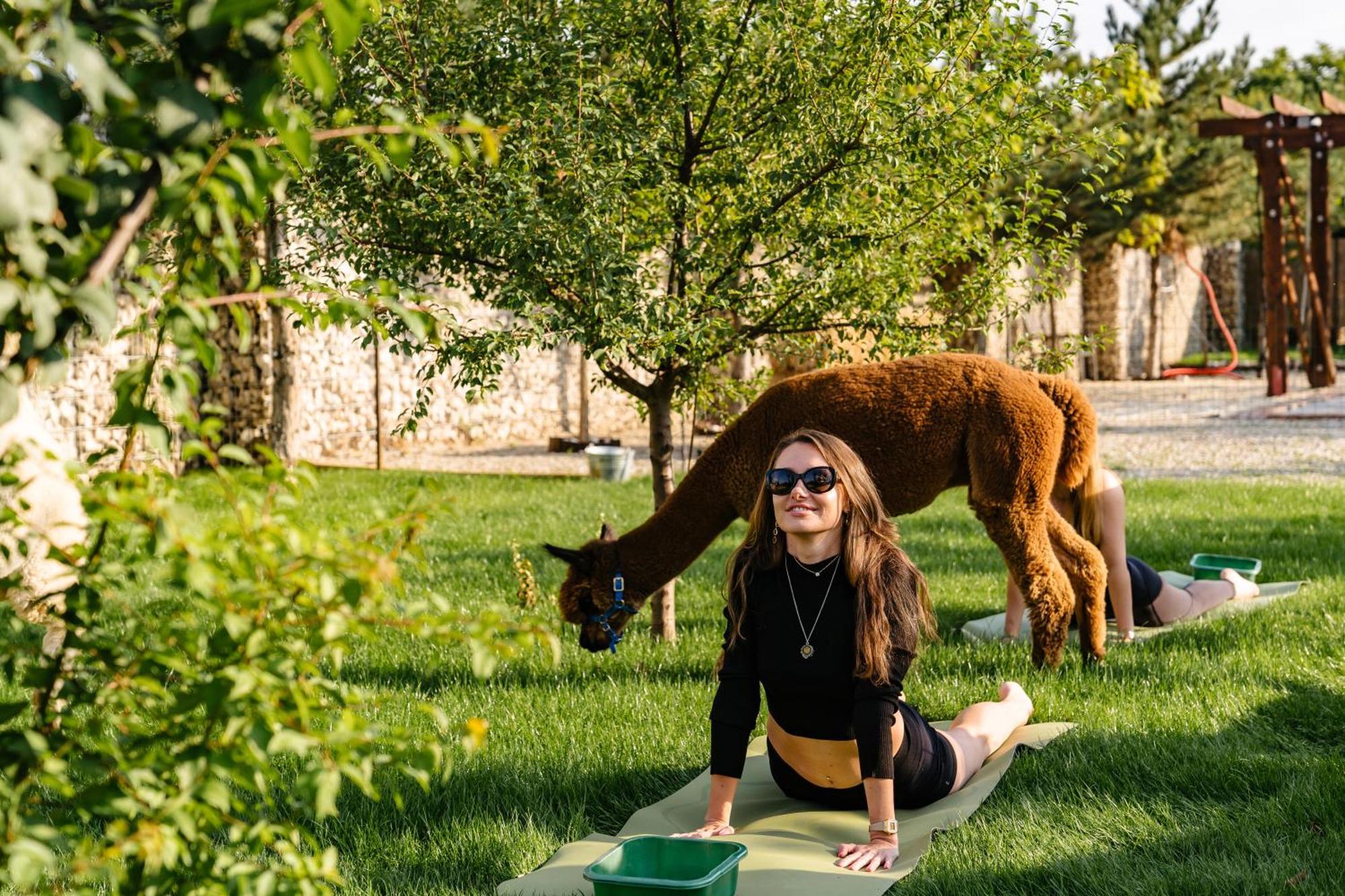 מלון Branesti The Tribe Alpaca Retreat מראה חיצוני תמונה