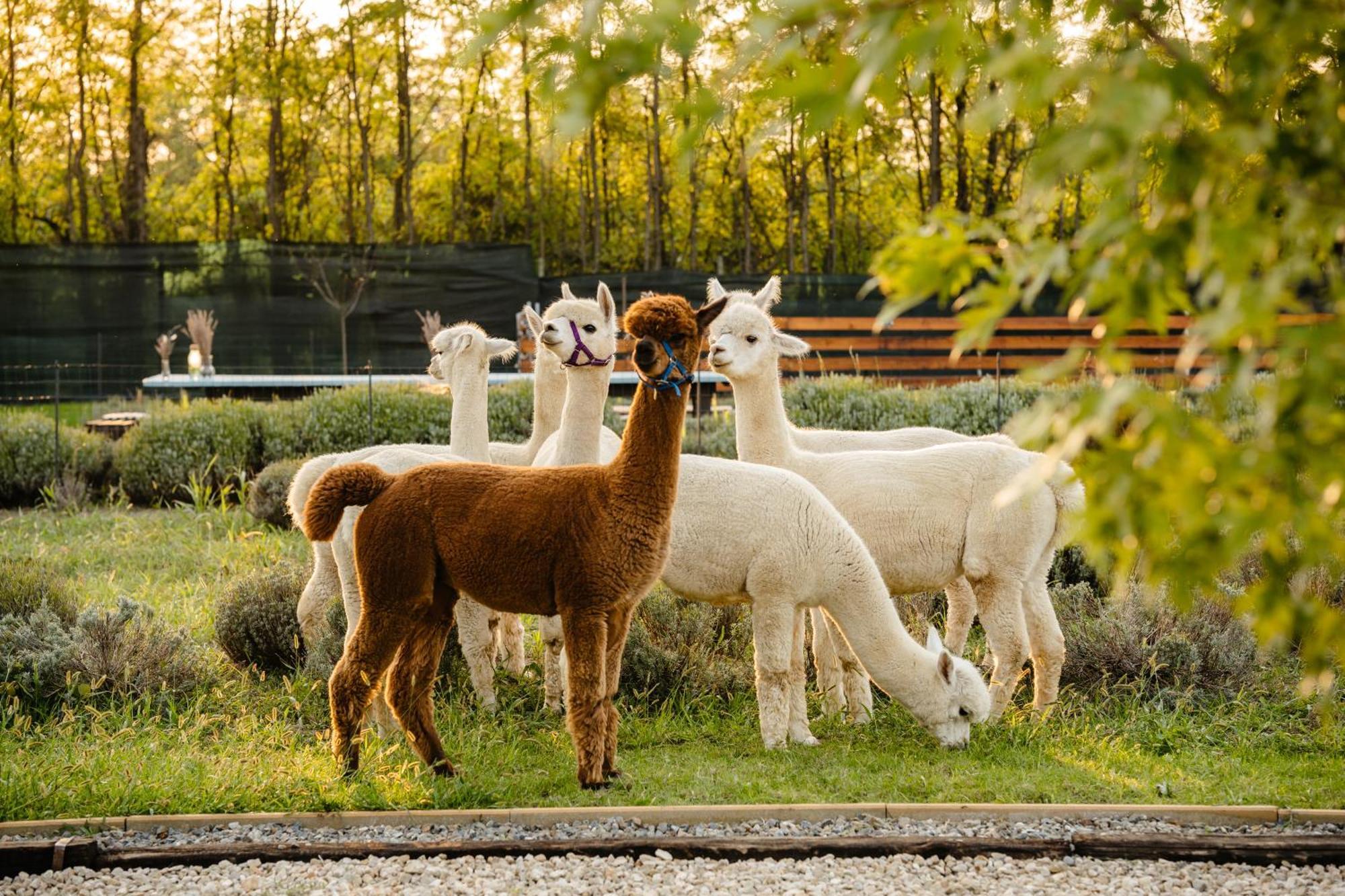 מלון Branesti The Tribe Alpaca Retreat מראה חיצוני תמונה