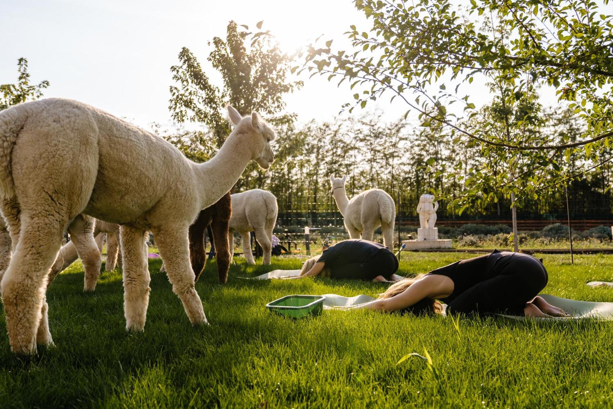 מלון Branesti The Tribe Alpaca Retreat מראה חיצוני תמונה