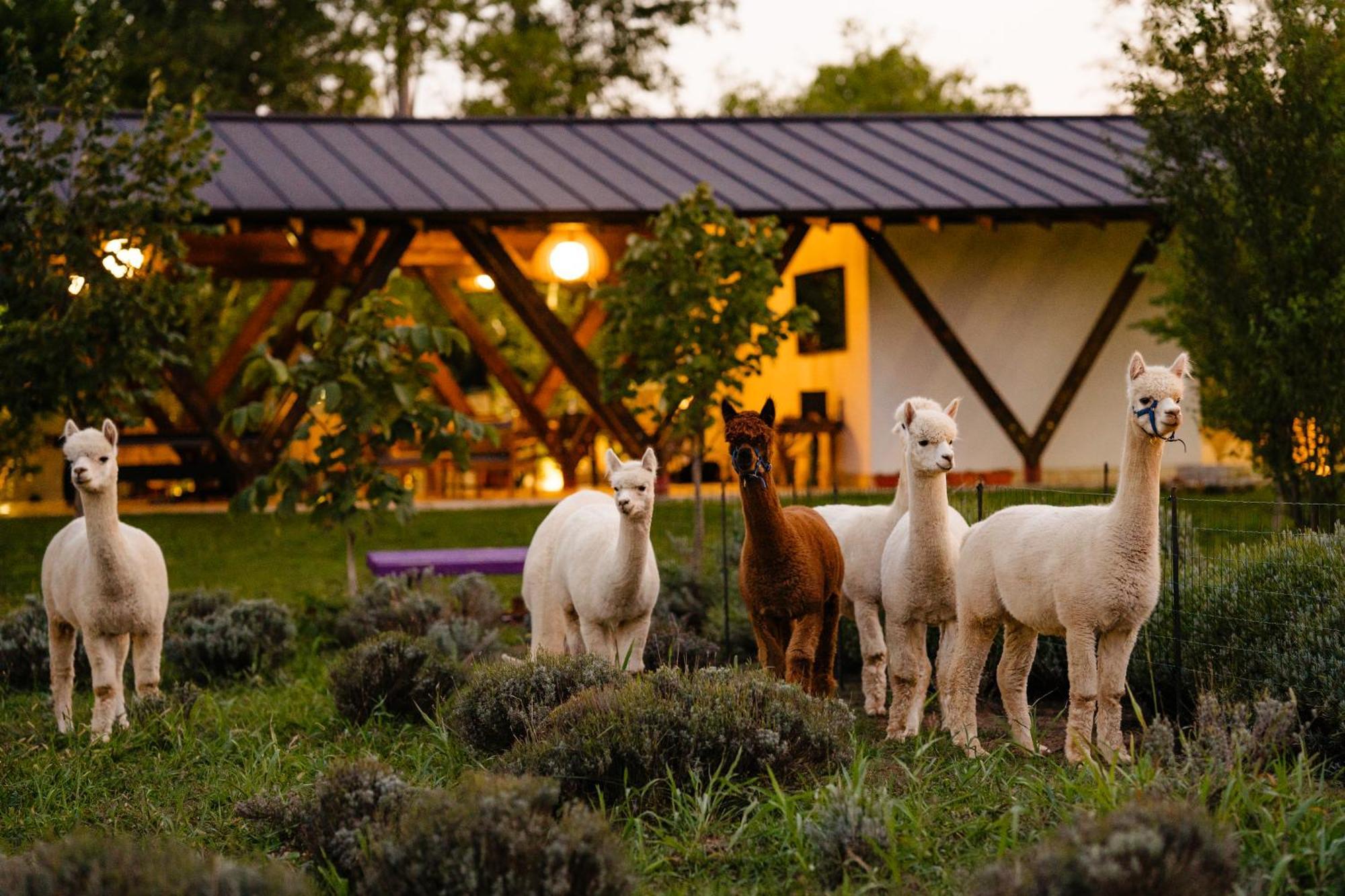 מלון Branesti The Tribe Alpaca Retreat מראה חיצוני תמונה